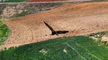 Kırıkkale’de ortaya çıktı, "dron" ile görüntülendi: Kızıl tuygun çiftçilerin dostu oldu
