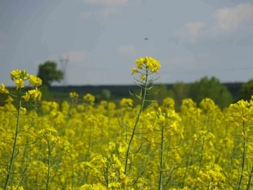 Kırklareli’nde çiçek açan kanola bitkisi tarlaları sarıya boyadı
