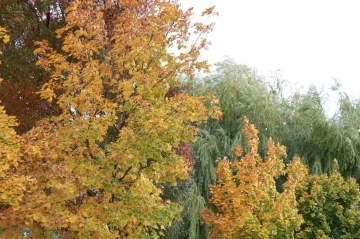 Kırşehir’de sonbahar güzelliği: Renk cümbüşü ortaya çıktı
