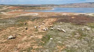 Kızılırmak alarm veriyor: Baraj sularının çekildiği alanda koyunlar otluyor
