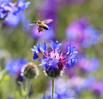 Kontrolsüz ilaçlama arılara ve arı ürünlerine zarar veriyor
