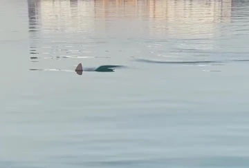 Köpek balığını görüntüleyen amatör balıkçının yaşadığı heyecan kameraya yansıdı
