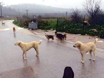 Bursa Mudanya'da köpekler ölüyor, insanlar korkuyor