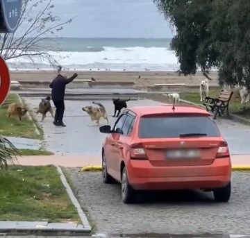 Köpeklerin vatandaşa saldırma anı kamerada

