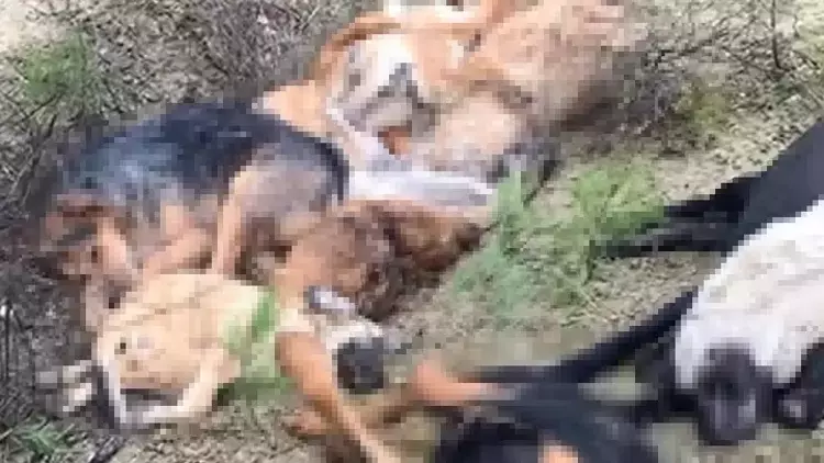 Korkunç manzara: 14 köpek ölü bulundu