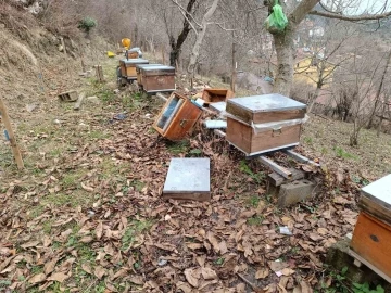 Köye inen ayı, arı kovanlarına saldırdı
