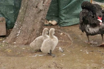 Kuğulu Park’ın yeni yavruları görüntülendi
