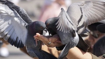 Kuş besleyenlerde akciğer hastalıkları oluşabilir