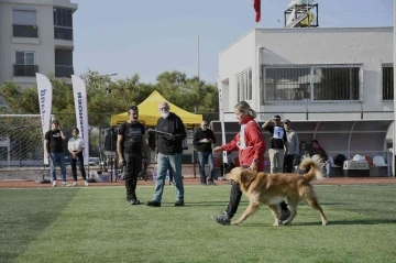 Kuşadası 'Refakat köpeği Sınavı'na ev sahipliği yaptı!