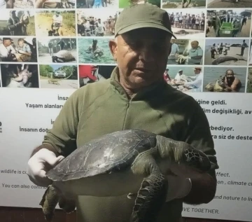 Kuşadası sahillerinde üç yeşil deniz kaplumbağası ölü bulundu