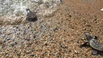 Kuşadası ve Didim’de 502 kaplumbağa yavrusu denizle buluşturuldu
