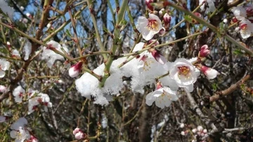 Kütahya’ya mart karı, çiçek açan badem ağaçları karla kaplandı
