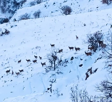 Malatya’da kar altında yiyecek arayan yaban keçileri görüntülendi
