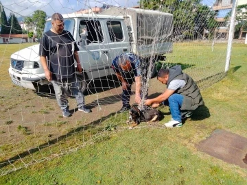 Manisa’da kale filesine dolanıp mahsur kalan köpek kurtarıldı
