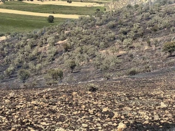 Mazıdağı’nda yangın nedeniyle 200 dönümlük ormanlık alan zarar gördü
