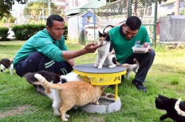 Mersin’de 2022 yılı içerisinde 6 bin 500 kedi ve köpek kısırlaştırıldı
