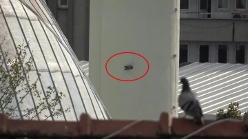 Minarede asılı kalan güvercini itfaiye kurtardı
