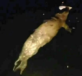 Mudanya’da denizde fok balığı görüldü
