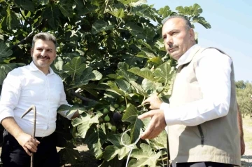 Sadece Bursa'da yetişen kraliçe incirinin hasadı başladı
