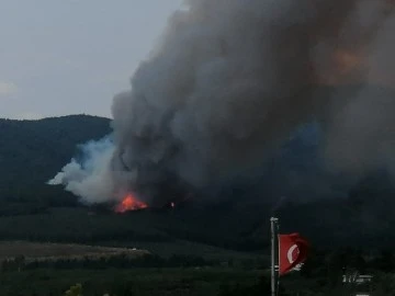 Mudanya'da orman yangını