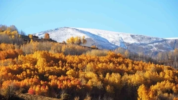 Muş’ta karlı dağlarla birleşen sonbahar güzelliği hayran bırakıyor
