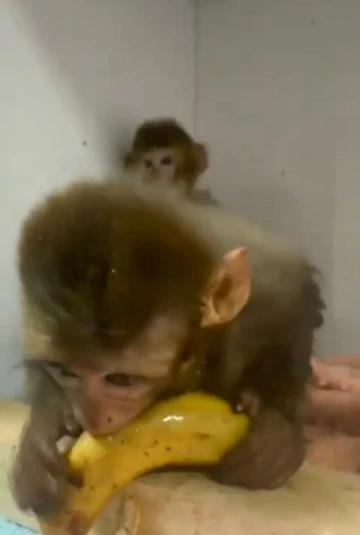 Muzla beslenen maymunlardan keyifli anlar
