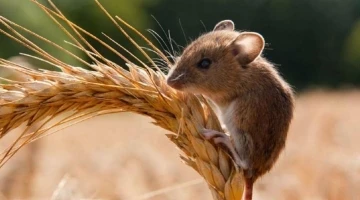Nazilli’de tarla faresi popülasyonu arttı
