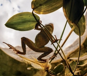 Niğde’nin Endemik Değeri Toros Kurbağası İlk Kez Su Altında Görüntülendi
