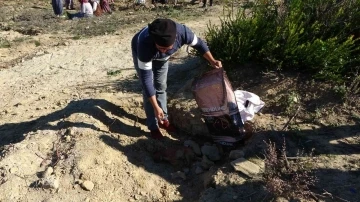 Antalya'da köpek katliamı: İşçiler toprağa gömdü