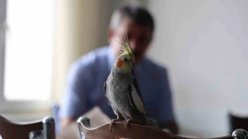 ’Ölürüm Türkiyem’ şarkısını söyleyen papağan güldürüyor
