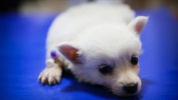 OMÜ Hayvan Hastanesi'nde 6 ayda yaklaşık 18 bin hayvan tedavi edildi