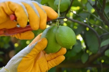 Ortaca’da limon hasadı başladı
