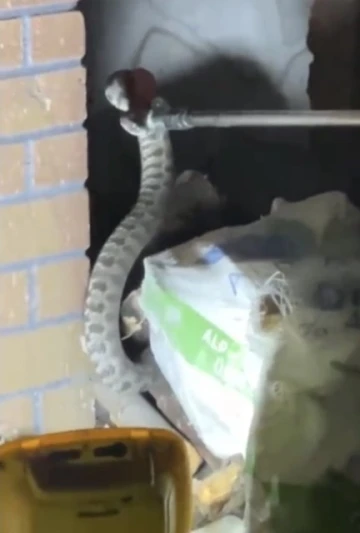 Osmaniye’de evin bahçesine giren zehirli yılan yakalanarak doğaya salındı
