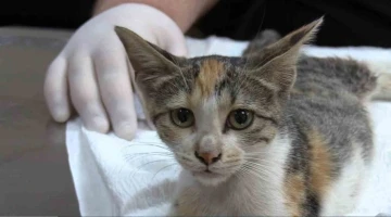 Osmaniye’de otomobilin çarptığı yaralı sokak kedisi tedavi altına alındı
