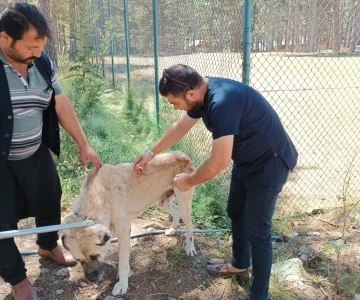Osmaniye’de, yaylalardaki yaralı sokak hayvanları tedavi edildi
