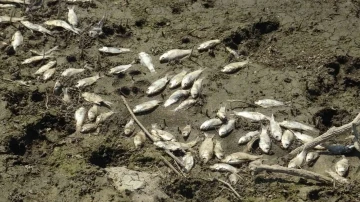 Bursa Çınarcık Barajı’nı besleyen Kocasu Deresi’nde balık ölümleri