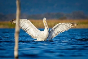 Bursa'da tepeli pelikanlardan görsel şölen