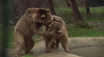 Bursa'da kış uykusundan uyanan ayıların keyifli halleri