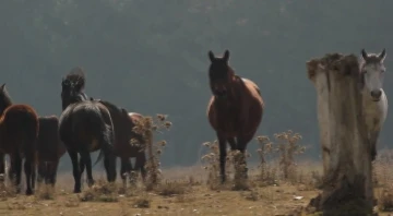 (ÖZEL) Yılkı atları dronlarla 4 mevsim görüntülendi
