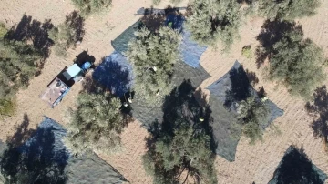 (Özel) Zeytin hasadı dron ile görüntülendi
