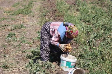 Patates diyarı Bolu’da hasat başladı

