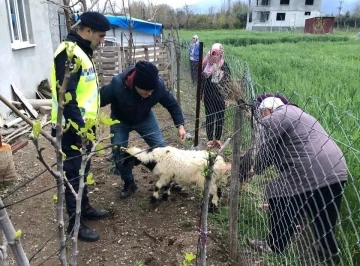Sahibinin kaybettiği 3 koyunu, jandarma buldu

