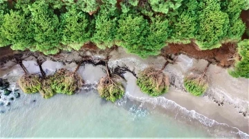 Samsun’da kıyı erozyonu: Hırçın Karadeniz ağaçları kökünden söktü
