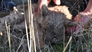 Şanlıurfa'da bulunan yavru aslan koruma altına alındı