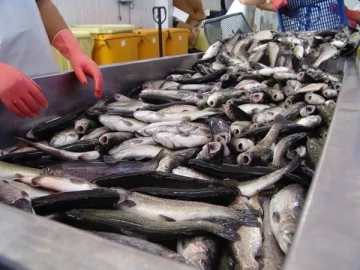 Seydikemer’den Almanya’ya balık ihracatı

