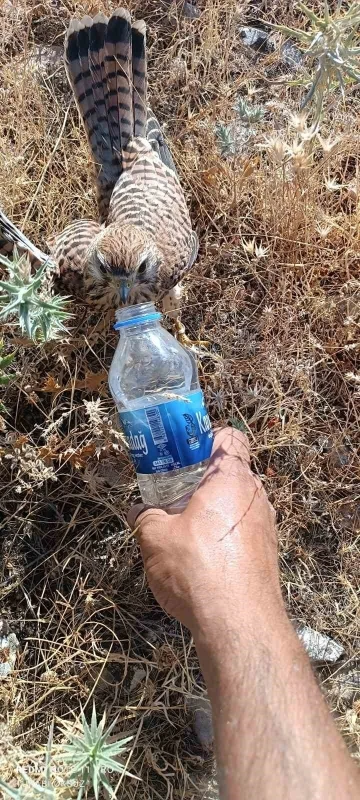 Sıcaktan bunalan kerkenez kuşuna şişeyle su içirdi
