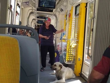 Sıcaktan bunalan sokak köpeği serinlemek için tramvayda yolculuk yaptı

