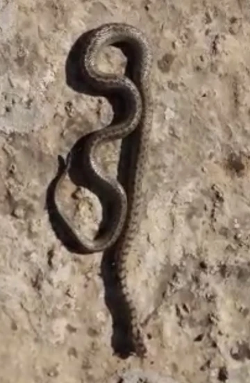 Siirt’te kış ayında 1 metre uzunluğunda yılan görüldü
