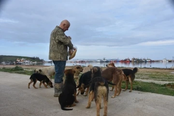 Sinop Demirci Köyü Limanı’nda başıboş köpek sorunu
