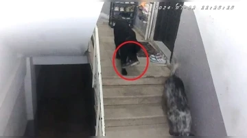 Apartmana giren köpekler misafirin ayakkabısını çaldı
